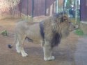 Lion at Colchester Zoo